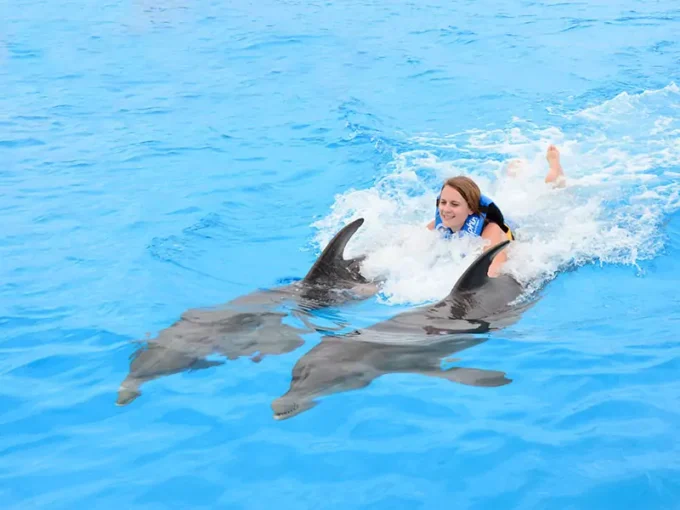 Dolphin Royal