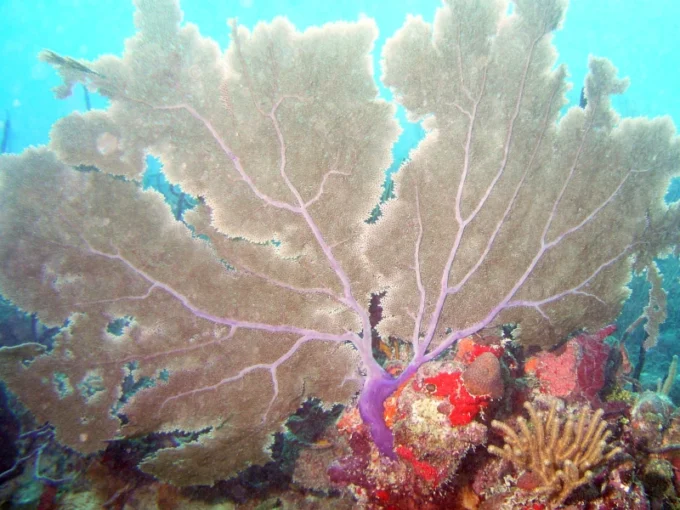 Saona Island Scuba Diving